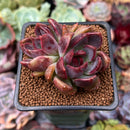 Echeveria 'Violet Cheese' 2" Cluster Succulent Plant