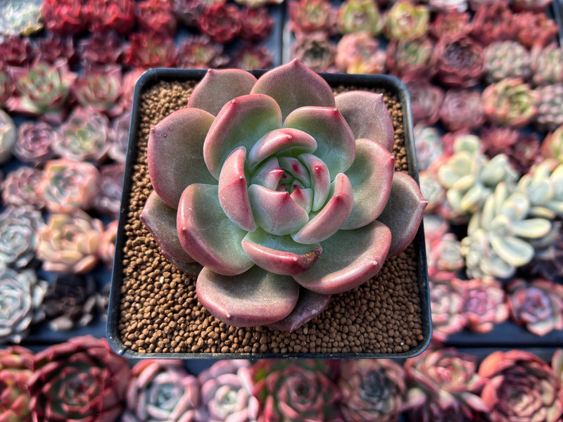 M✧succulent ·͜· ︎︎ᕷ Echeveria 'Monroe Chanel' 3