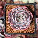 Echeveria 'Pinky' 2" Succulent Plant