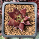 Echeveria Agvaoides 'Luming' 1" Succulent Plant