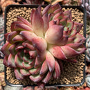 Echeveria Agavoides 'Fire Pillar' 3"-4" Cluster Succulent Plant