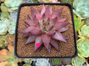 Echeveria Agavoides 'Sirius' 4” Succulent Plant