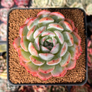 Echeveria 'Starmark' 3" Succulent Plant