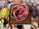 Echeveria 'Golden State' Variegated 2" Cutting Succulent Plant