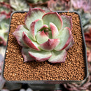 Echeveria 'Casio' Lightly Variegated 2" Succulent Plant