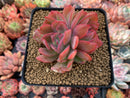 Echeveria 'Luella' 3" Succulent Plant