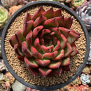 Echeveria Agavoides 'Morgain' 5" Succulent Plant