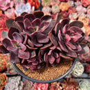 Echeveria 'Hanaikada' Non-Variegated 5" Cluster Succulent Plant