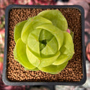 Haworthia 'Life Tigra' 1" Succulent Plant
