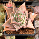 Echeveria 'Madiba' 2" Succulent Plant