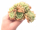 Echeveria ‘Pastel’ Crested Cluster 5” Rare Succulent Plant
