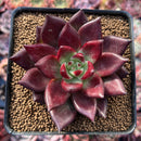 Echeveria Agavoides 'Luming' 2"-3" Succulent Plant