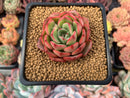 Echeveria 'Thorin' 2" New Hybrid Succulent Plant