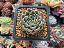 Echeveria 'Mandella' 2" New Hybrid Succulent Plant
