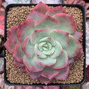 Echeveria 'Patricia' 3" Succulent Plant