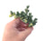 Corpuscalaria 'Lehmannii" Variegated 3" Succulent Plant