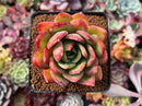 Echeveria Agavoides 'Red Glow' 2" Succulent Plant