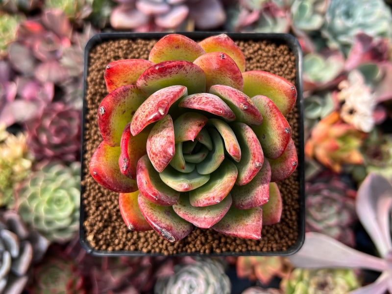 glowing succulent plant Echeveria Agavoides 'Red Glow' 2" Succulent Plant – True Succulents Plant  Co