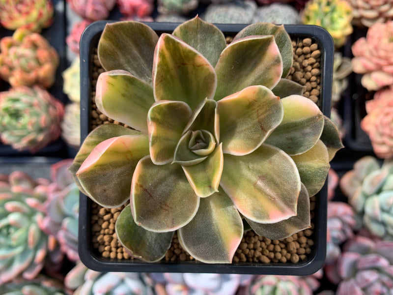 succulent wikipedia Echeveria 'Black Rose' Variegated 4" Rare Succulent Plant – True Succulents Plant Co
