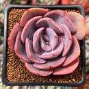 Echeveria 'Dusty Rose' 2" Succulent Plant