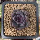 Echeveria 'Black Raccoon' New Hybrid 1" Succulent Plant