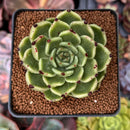 Echeveria Agavoides 'Sarabony' 2" Succulent Plant