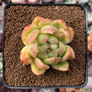 Echeveria Agavoides 'Jillian' 2" Succulent Plant