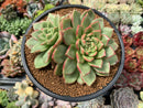 Echeveria Agavoides 'Siren' 5" Succulent Plant