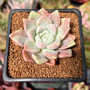 Echeveria 'Pink Spot' 1" Succulent Plant