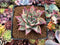 Echeveria Agavoides 'Montania' 3" Succulent Plant