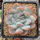 Echeveria 'Star Mark' Crested 2" Succulent Plant