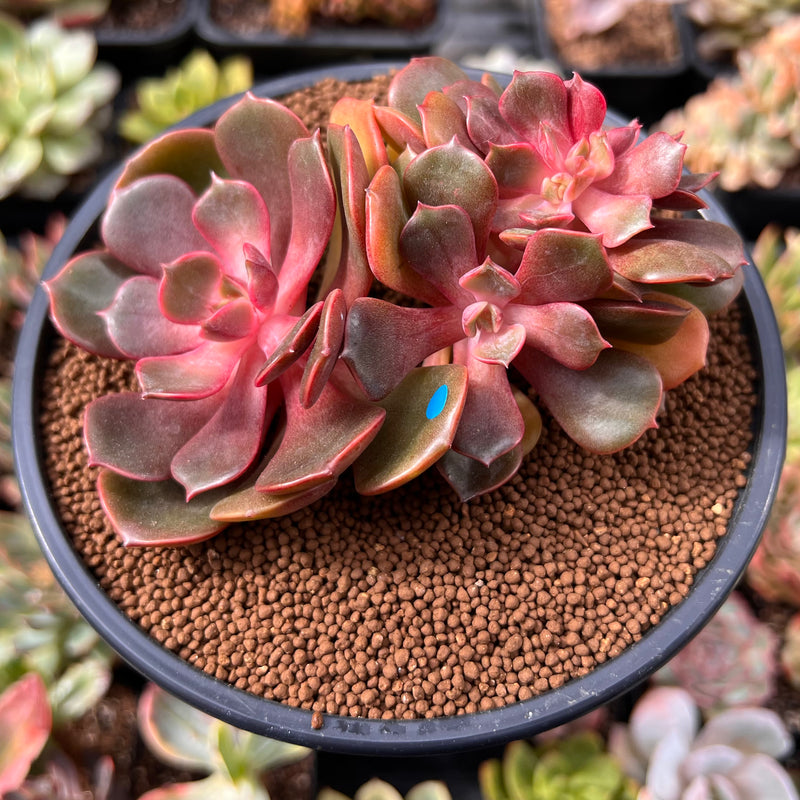 echeveria crested succulent Echeveria 'Zestar' Crested 3