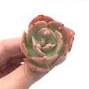Echeveria ‘Hearts Delight’ Hybrid Small 2" Succulent Plant