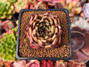 Echeveria Agavoides 'Sarabony' 2" Succulent Plant