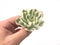 Echeveria 'Compton Carousel' Variegated 2" Succulent Plant