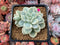 Sedum 'Clavatum' Variegated 3" Succulent Plant