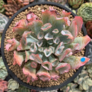 Echeveria 'Trumpet Pinky' 5" Large Succulent Plant