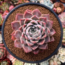 Echeveria 'Helena' Hybrid 3"-4" Succulent Plant