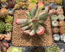 Cotyledon 'Orbiculata' Variegated 3" Succulent Plant