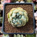 Echeveria 'Rose Mamonde' 1" Succulent Plant