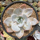 Echeveria 'White Lotus' 4"-5" Powdery Succulent Plant