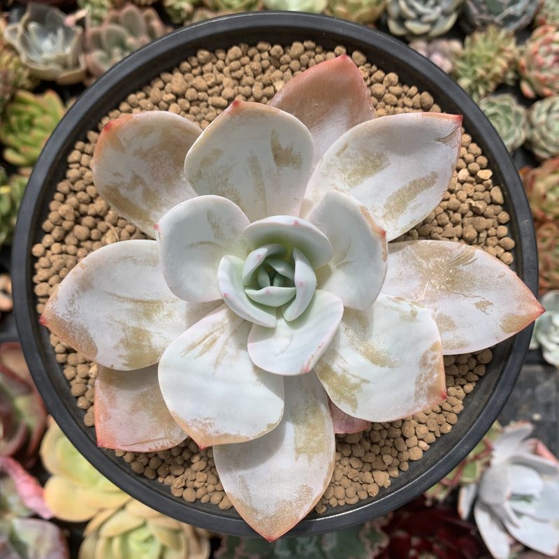succulent white spots Echeveria 'White Lotus' 4"-5" Powdery Succulent Plant – True Succulents Plant Co