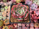 Echeveria 'Hongye' 2" Succulent Plant