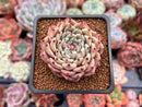 Echeveria 'Zaragoza' 2" Succulent Plant