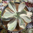 Echeveria 'Pampoteus' Variegated 6" Very Large (Not Jocelyn's Joy Variegated) Rare Succulent Plant