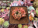 Echeveria Agavoides 'Sarabony' 2"-3" Cluster Succulent Plant