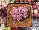 Echeveria 'Florence' Crested 2" Succulent Plant