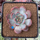 Echeveria Agavoides 'Glam Pink' 2" Succulent Plant