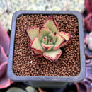 Echeveria Agavoides 'Ebony' Seedling 1" Succulent Plant