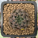 Echeveria 'Scorpio' 1" Small Succulent Plant